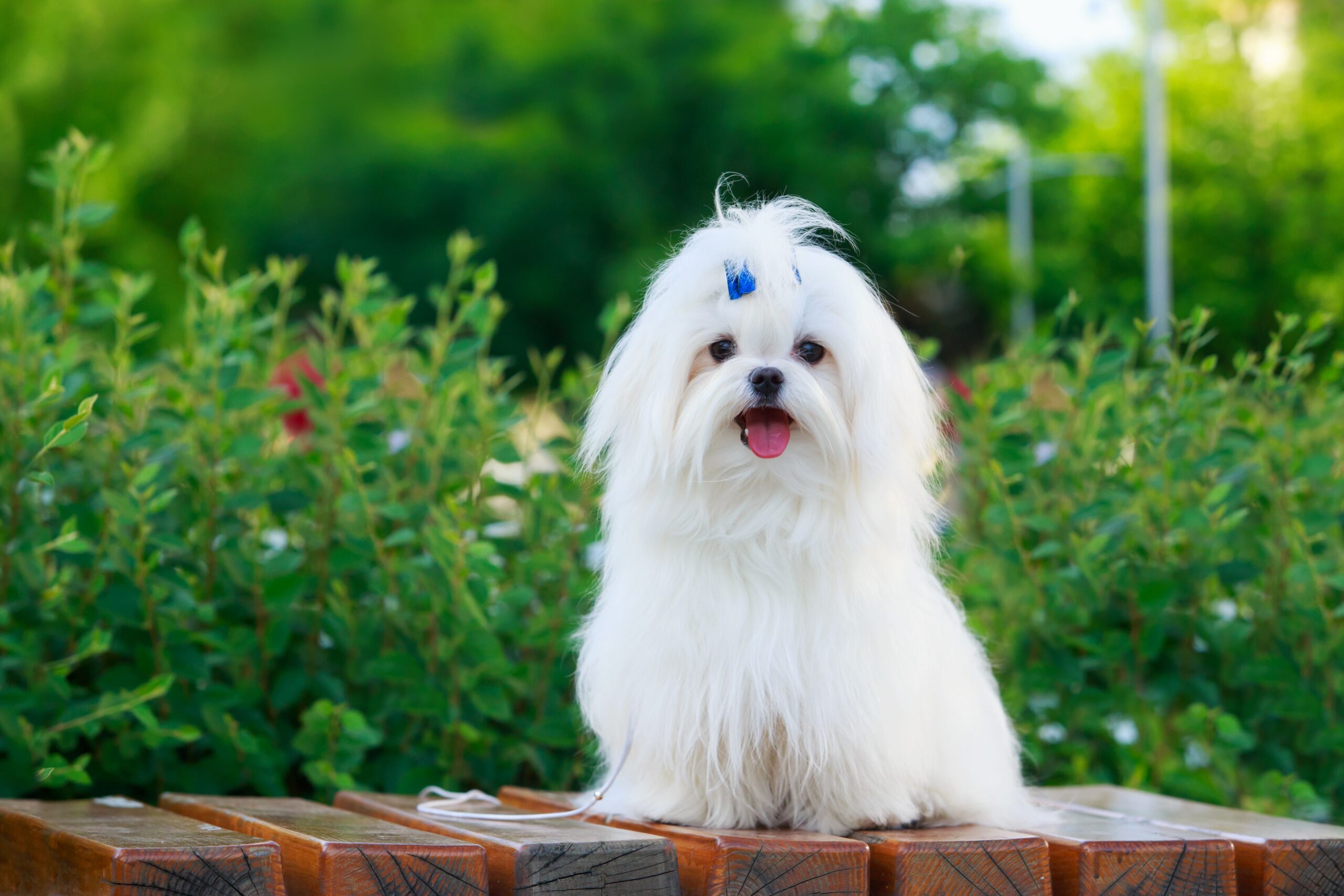 Furry Friends Coming Soon