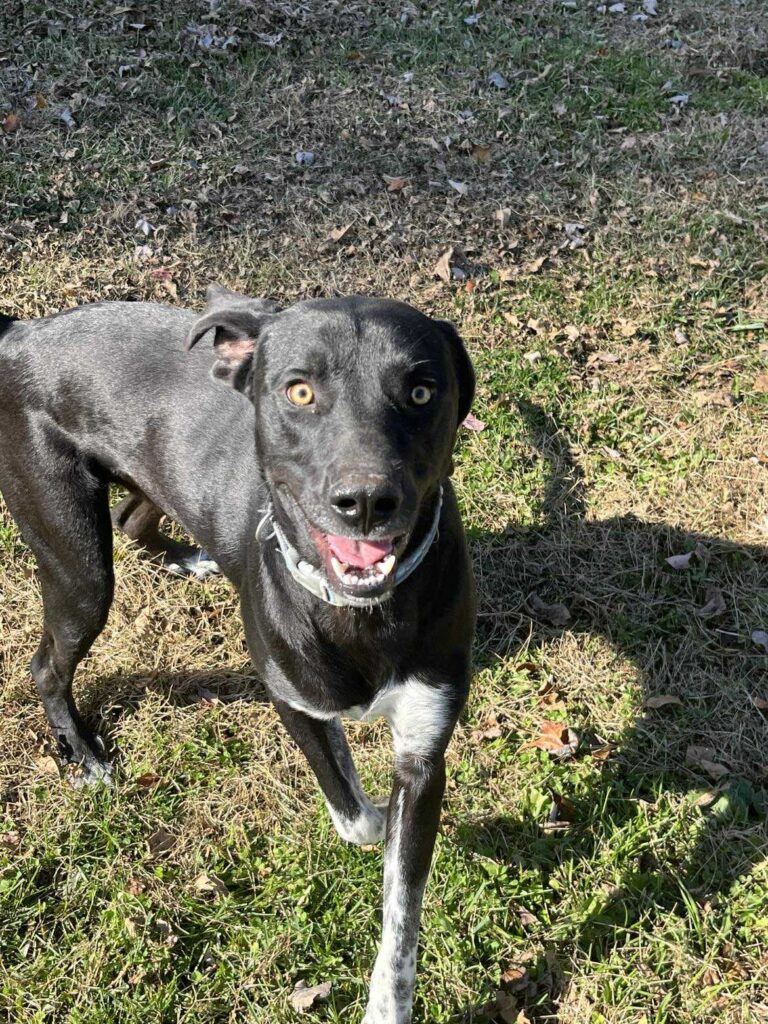 The current image has no alternative text. The file name is: 24822a2e3f74adf2aae8f1559ba52886-909620ab5c7e55a7b42bc9b22fa23d41.jpeg