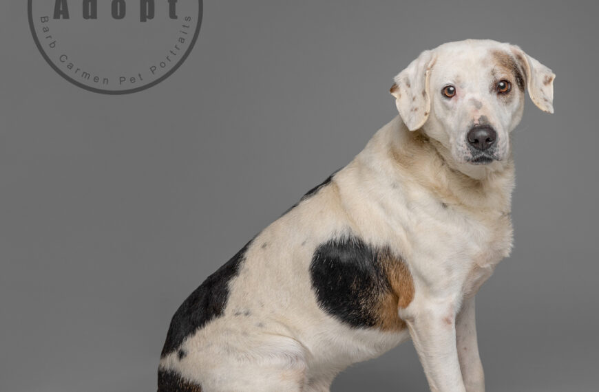 Rocky – Spotlight Animal