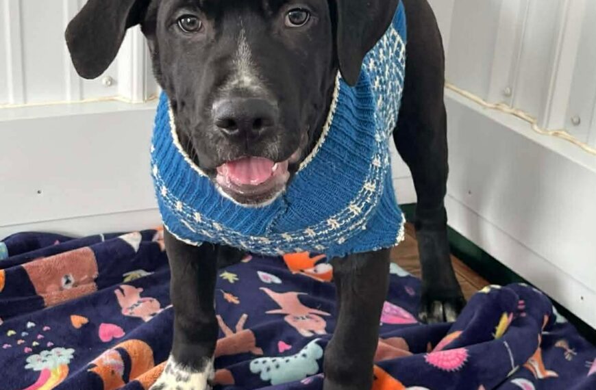 Thanksgiving Puppies : Corn