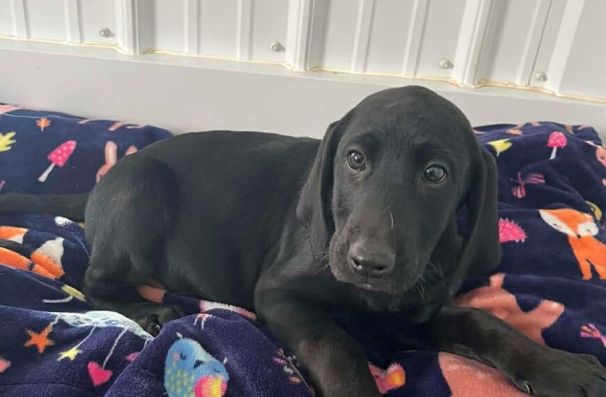 Cheesecake Puppies : Pineapple