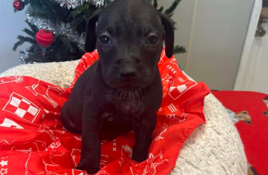 Coffee Puppies : Cold Brew