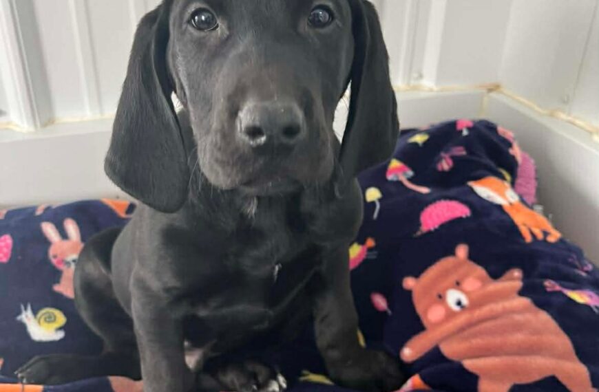 Cheesecake Puppies : Cheesecake