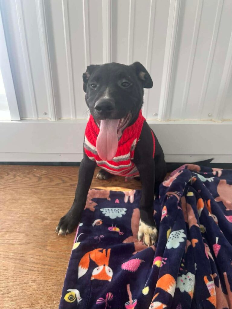 The current image has no alternative text. The file name is: 934823a32b2212b87df4cd35a5fb438c-61196bf13aaaeb8e5e306580fed055ad.jpeg