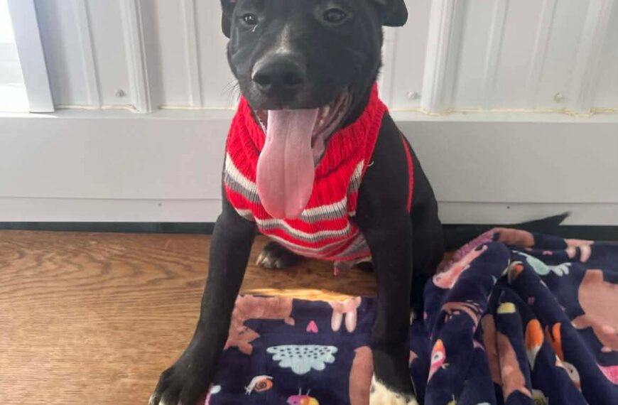 Thanksgiving Puppies : Mashed Potatoes