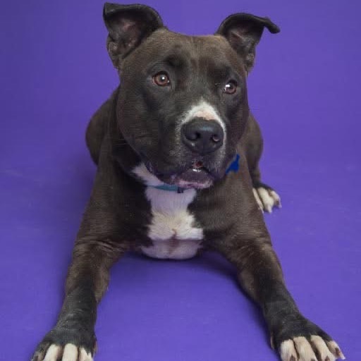 Antoni – Spotlight Animal