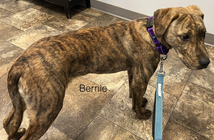 Bernie