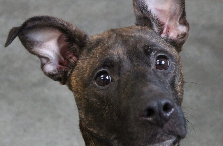 Honeycomb – Spotlight Animal – Satellite Adoption Location