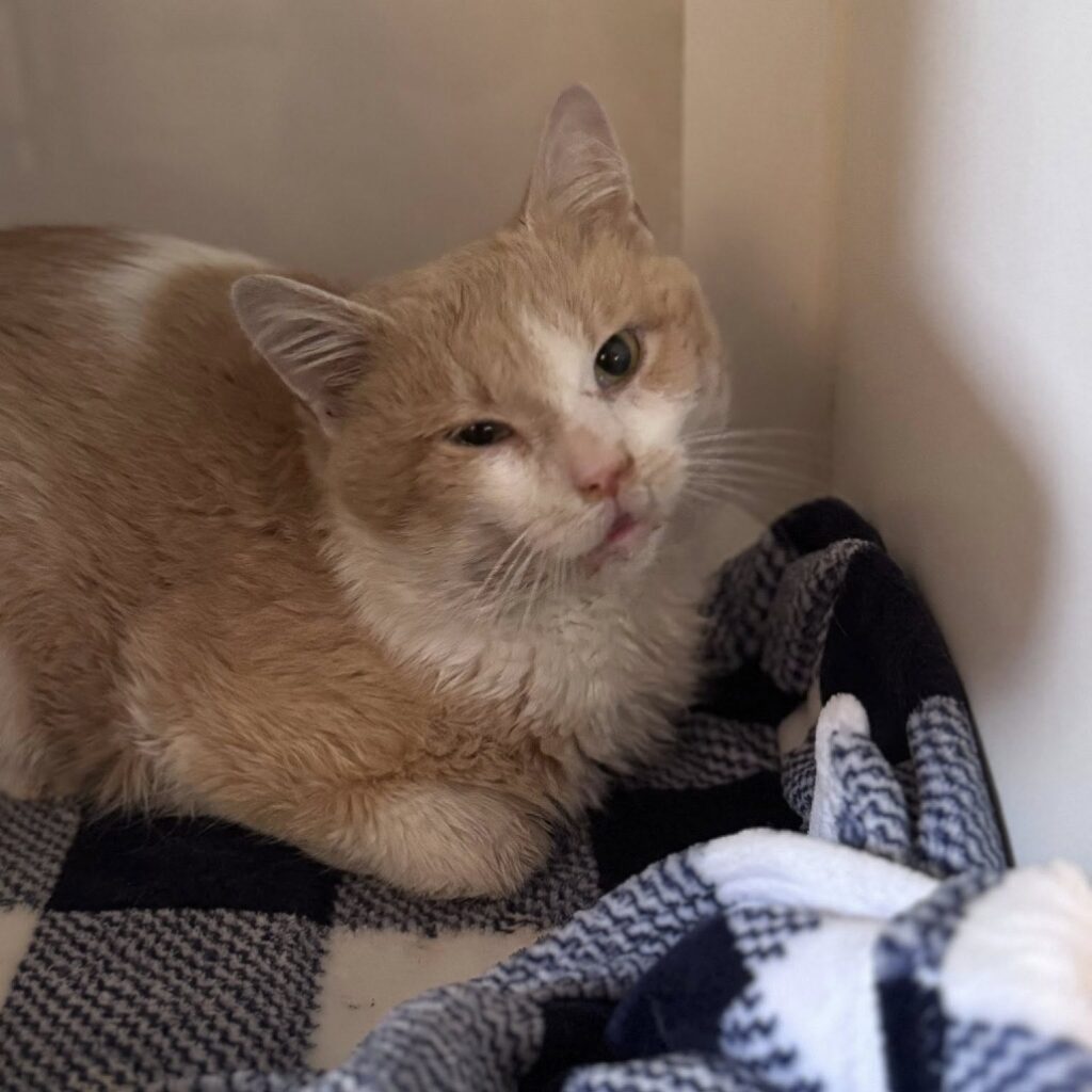 The current image has no alternative text. The file name is: IMG_0697-58a4e7c0609b362c027b6ae0fa843cc2.jpeg