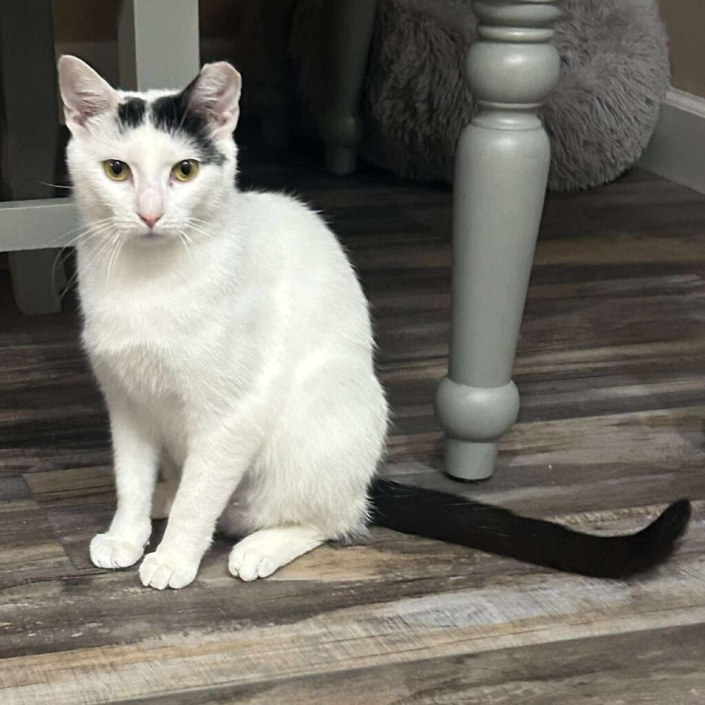 The current image has no alternative text. The file name is: IMG_0698-8db2df5ce005a6930206f45df0606aef.jpeg