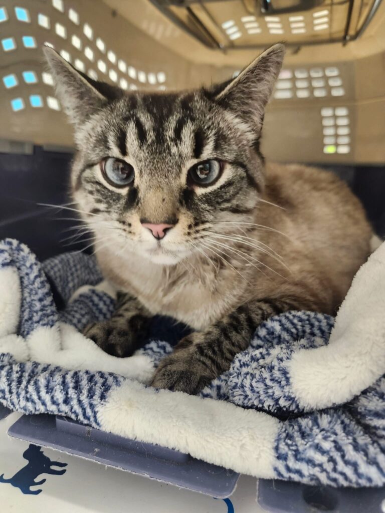 The current image has no alternative text. The file name is: IMG_0701-9141144e6cf7f4e364840d177f8630fa.jpeg