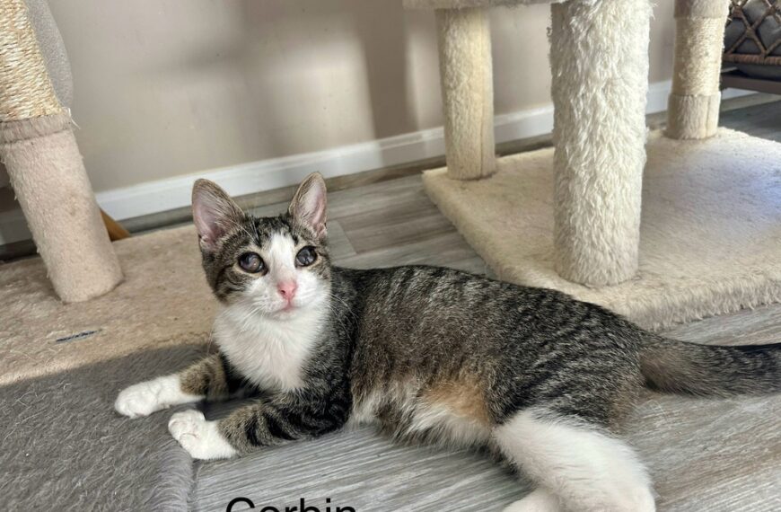 KF Kitties : Corbin