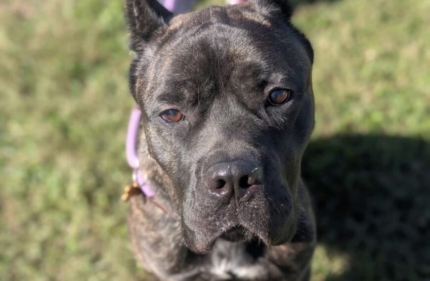 Nesta – Spotlight Animal