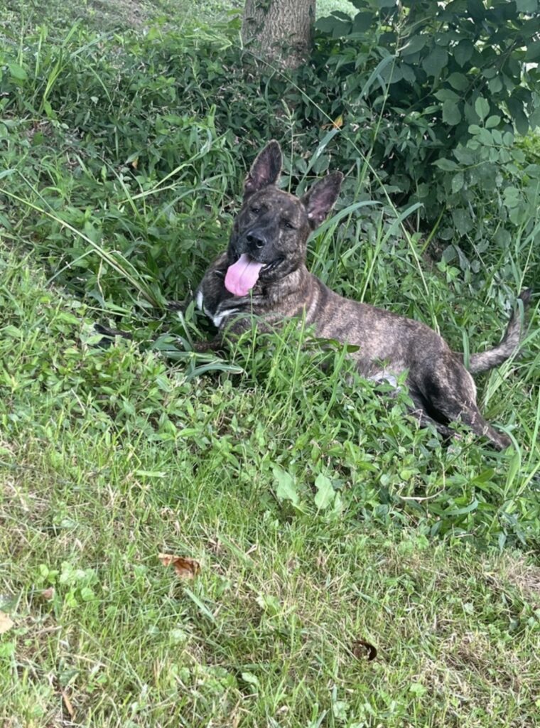 The current image has no alternative text. The file name is: IMG_2265-1cd695bd596ec4ce8da7a3139085449f.jpeg