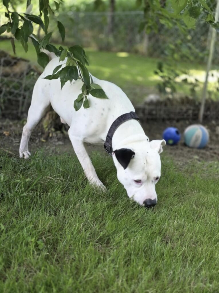 The current image has no alternative text. The file name is: IMG_2288-24eb8700cf6072b4756ef4c483439fa0.jpeg