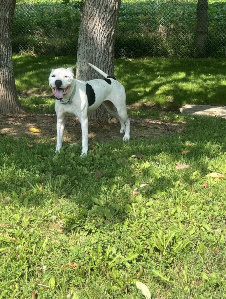 The current image has no alternative text. The file name is: IMG_2295-49cc4c9993f767d5038278f7b198ac57.jpeg