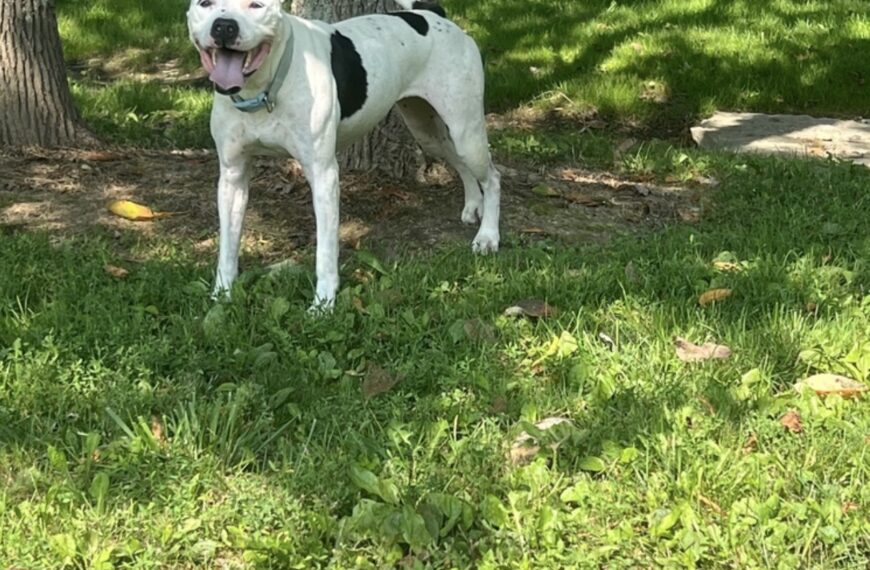 Maisy – Spotlight Animal