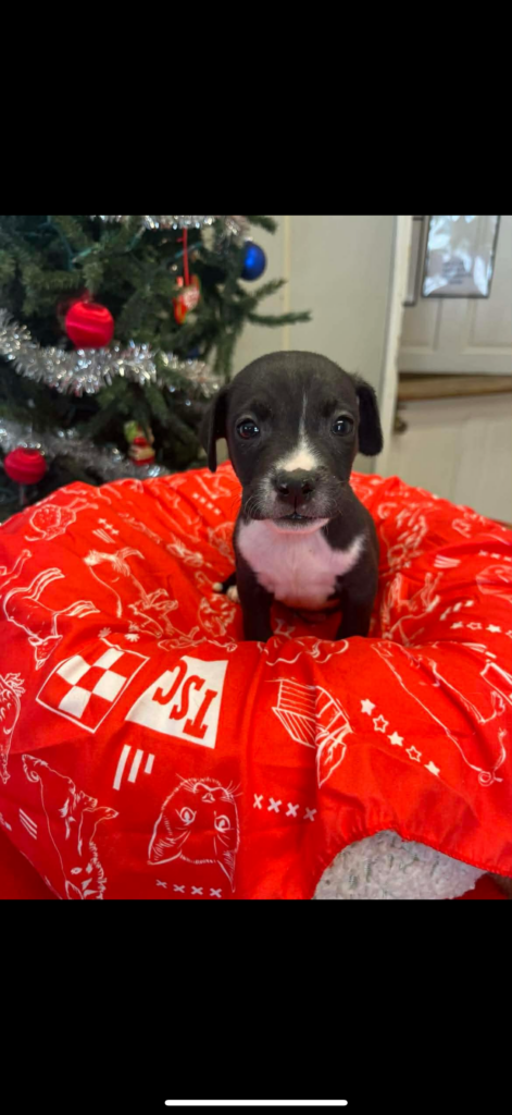 The current image has no alternative text. The file name is: IMG_2317-519bee9e8129f54d8c077de5b7ef660e-scaled.png