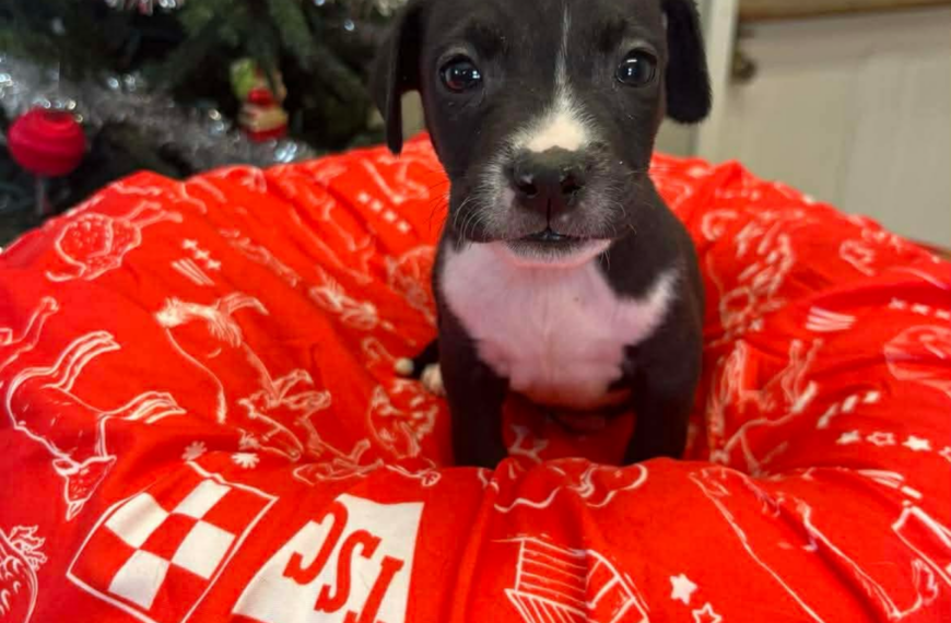 Coffee Puppies : Frappuccino