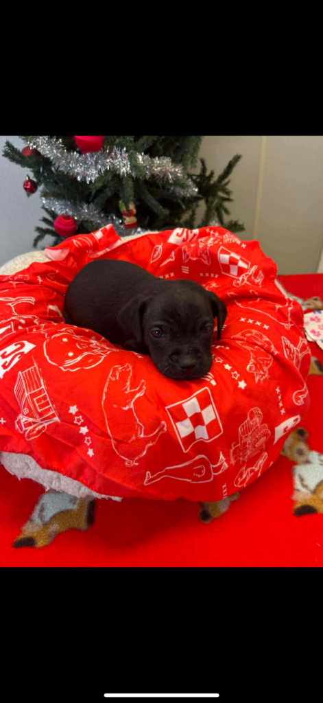 The current image has no alternative text. The file name is: IMG_2319-7027c309b7427caae192edf3fa4504f9-scaled.png