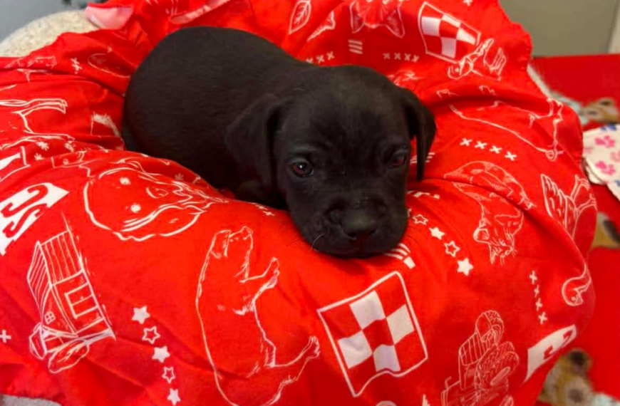 Coffee Puppies : Blender