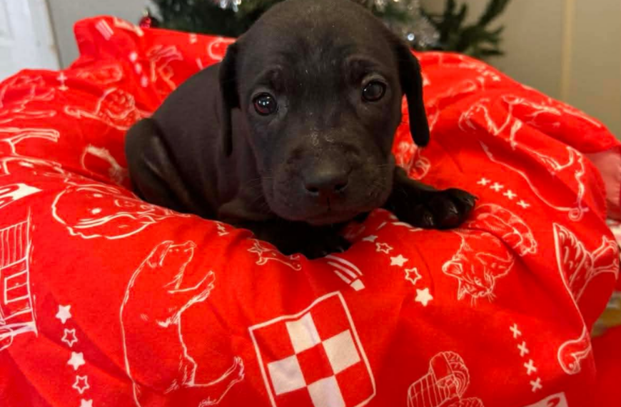 Coffee Puppies : Latte