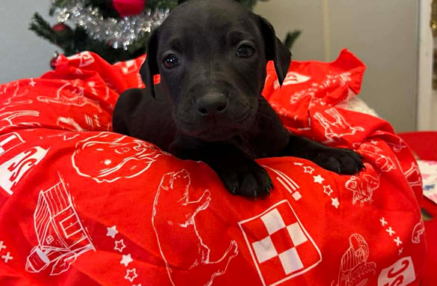 Coffee Puppies : Espresso