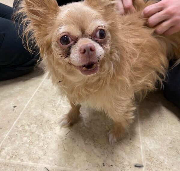 Peanut Butter Jelly Dog