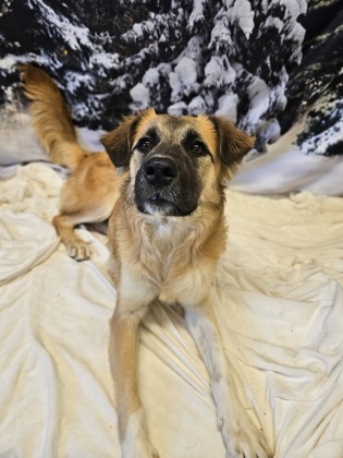 Munchkin – Satellite Adoption Location