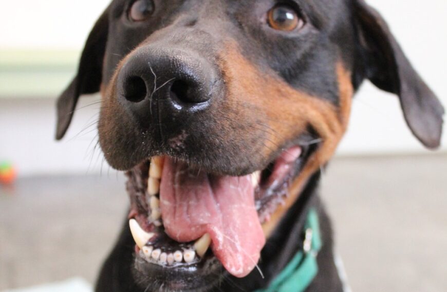 Rambo – Satellite Adoption Location