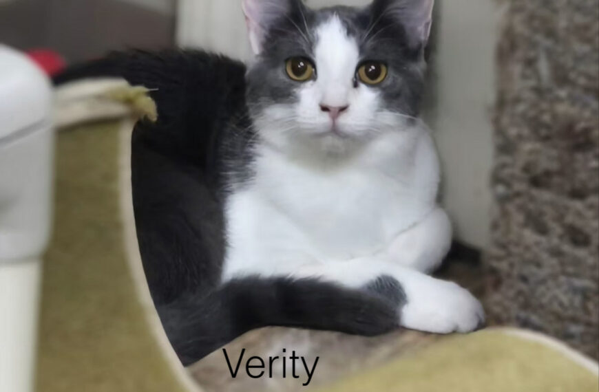 Verity