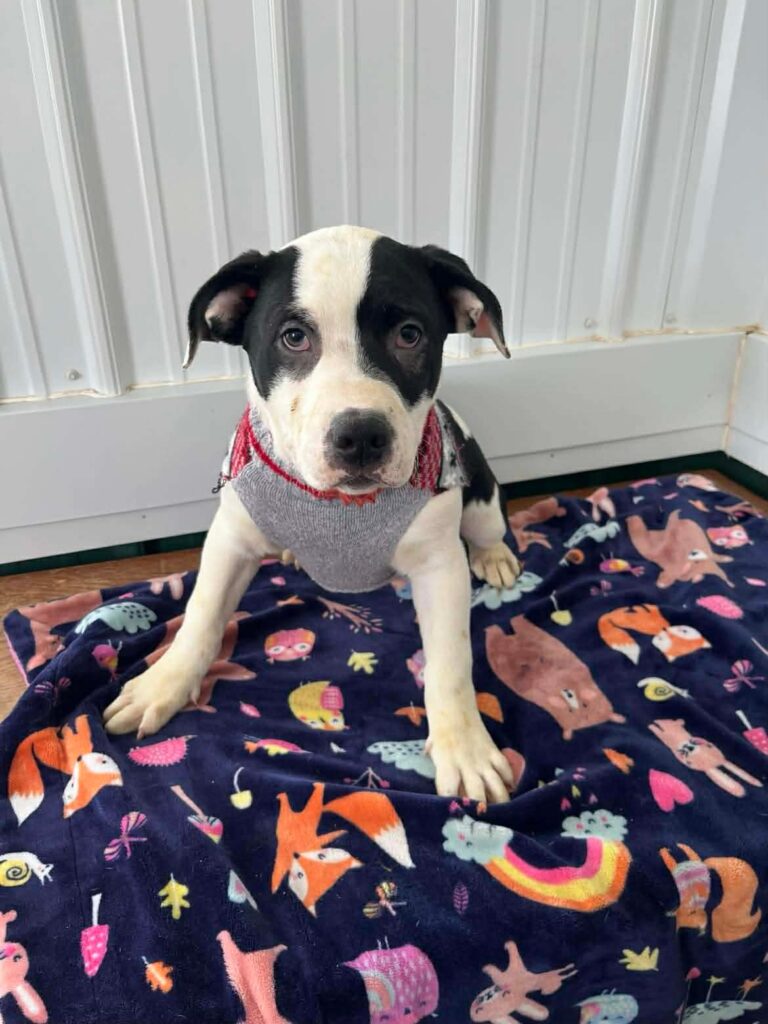 The current image has no alternative text. The file name is: a018dfdf3b7046f8c59244fb08b14271-601c2ed47d375a08aead168f2cb3d5dd.jpeg