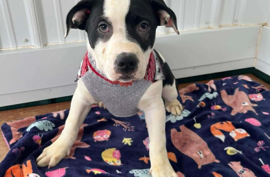 Thanksgiving Puppies: Stuffing