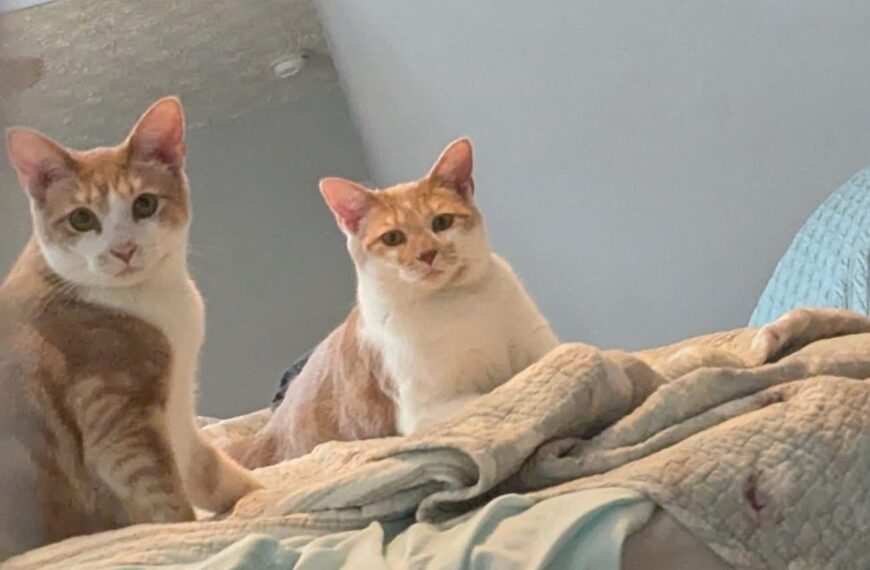 Taz and Tweety (bonded pair)