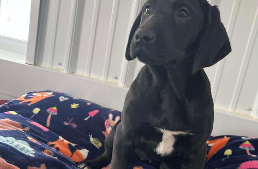 Cheesecake Puppies : Cherry