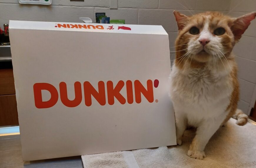 Dunkin’ – Spotlight Animal