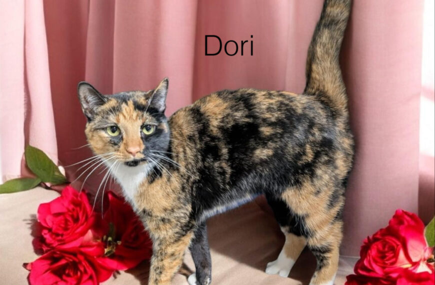 Dori