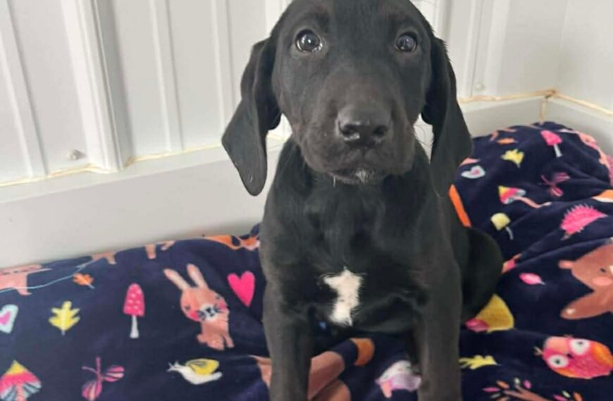 Cheesecake Puppies : Blueberry