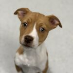 The current image has no alternative text. The file name is: gigi-868a1bde35a30a4662a22584a768c79d.jpg