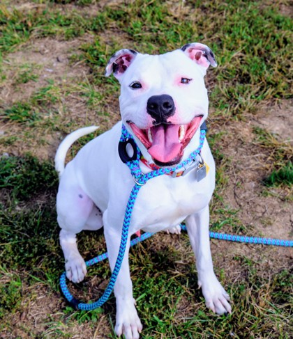 Jinx – Spotlight Animal