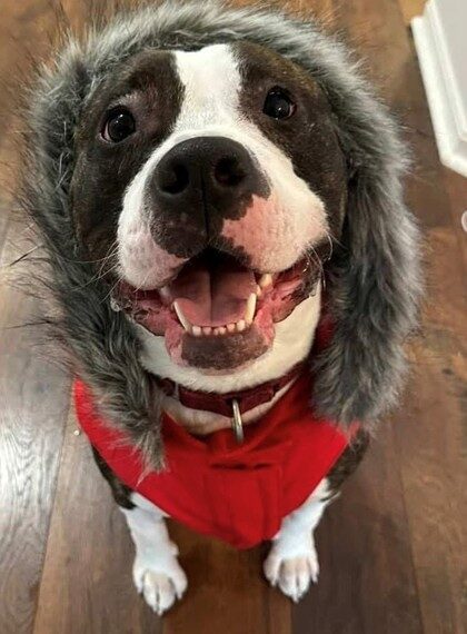 Scotty – Spotlight Animal